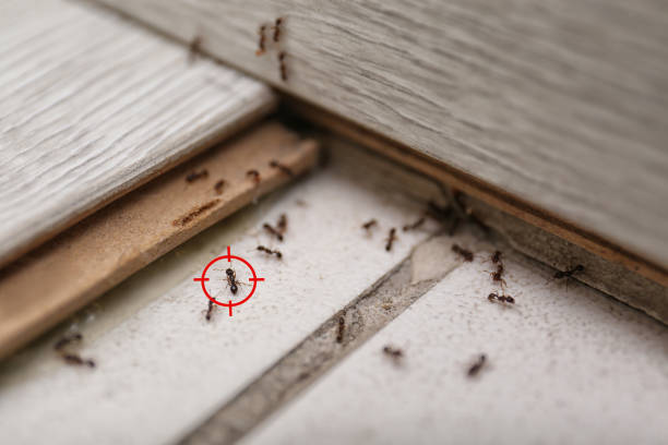 Best Mosquito Control Services  in Mckee City, NJ