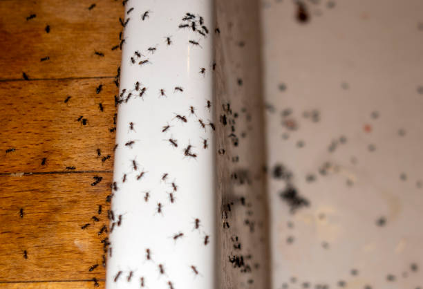 Best Insect Control  in Mckee City, NJ